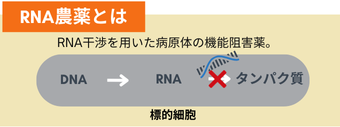 RNA干渉の作用機構