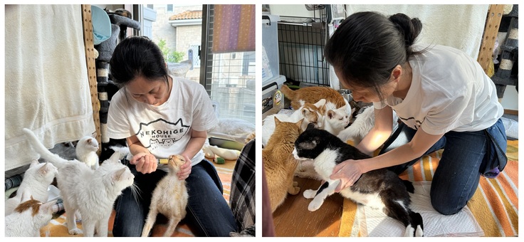 投薬を必要としているたくさんの猫たち