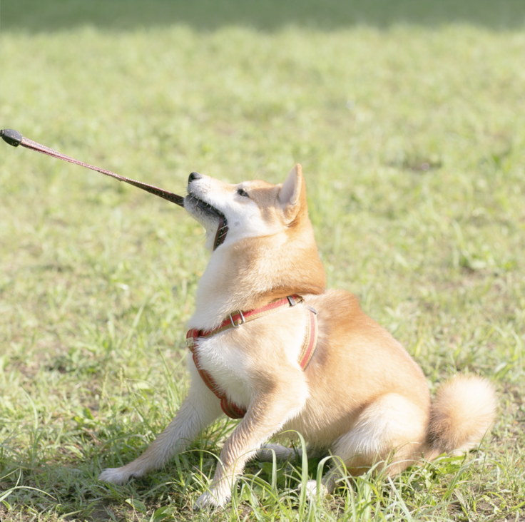 元気な頃のここちゃん