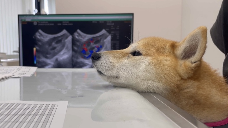 診察を受けるここちゃん