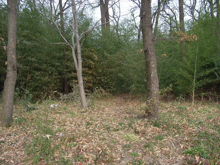 原体験の雑木林