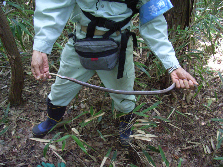 ダム開発予定地での生物調査