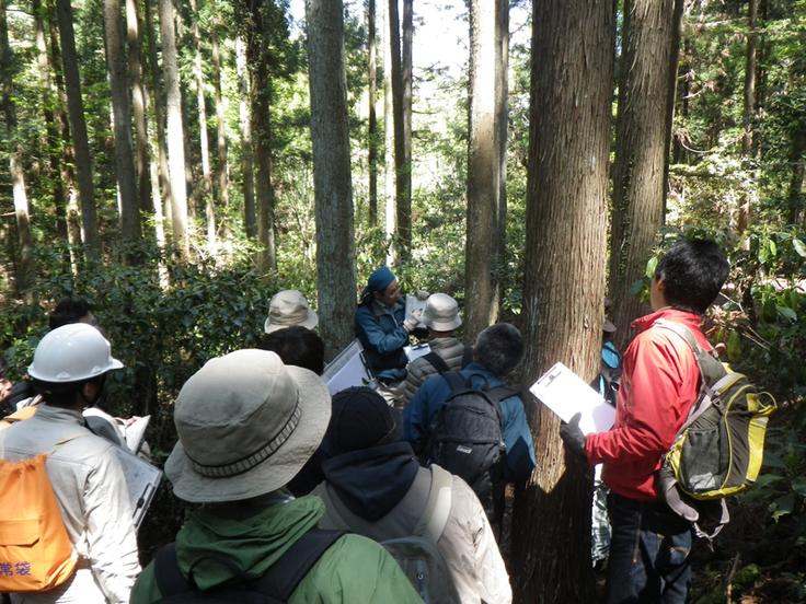 スギの人工林について学ぶ