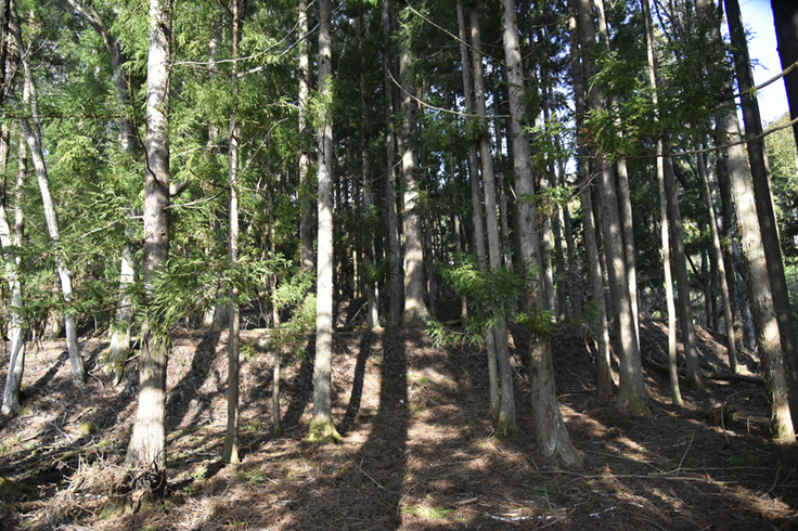 棚田に植林されたスギ林