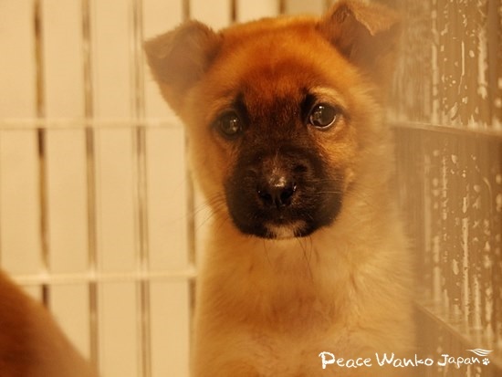 行き場のない野犬の子犬