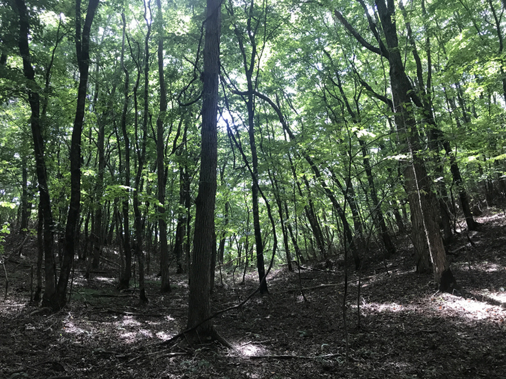 夏でも地面に光が届いている林内