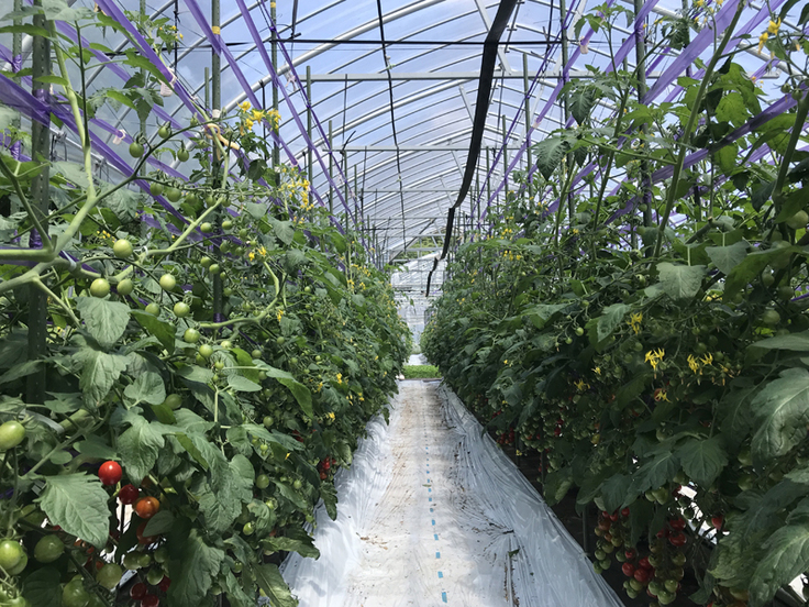 ミニトマト農家のお手伝い