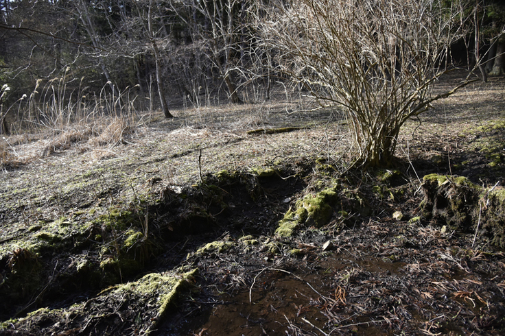 沢水が溜まるところ