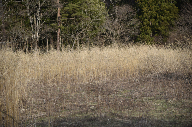 ヨシの原野