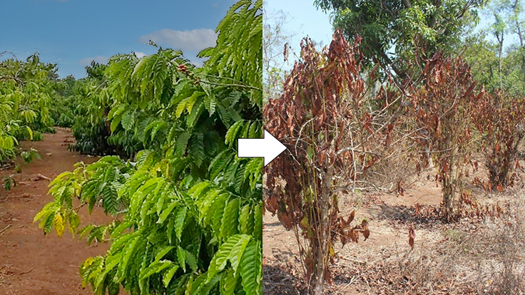 コーヒーチエリー
