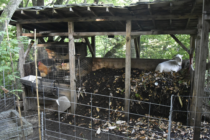 ニワトリとヤギ