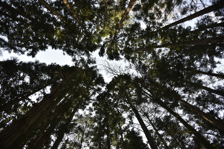 スギ林の林冠