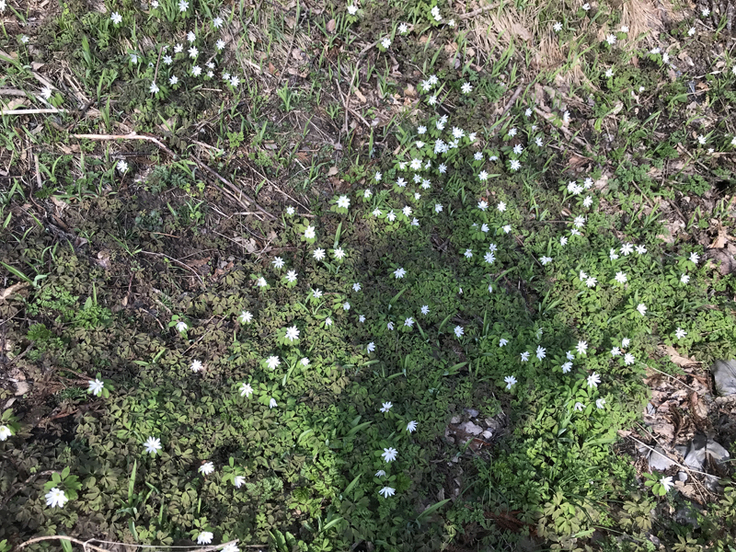 スプリング・エフェメラル