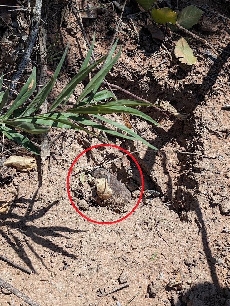 PXL_20240613_034541681.MP - コピー.jpg