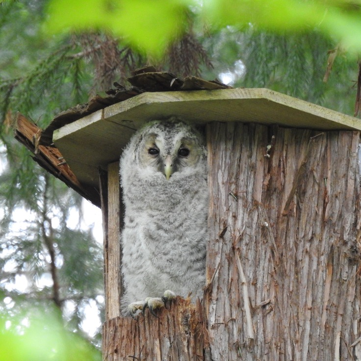 今年巣立ったフクロウのヒナ
