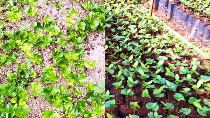 コーヒーができるまで