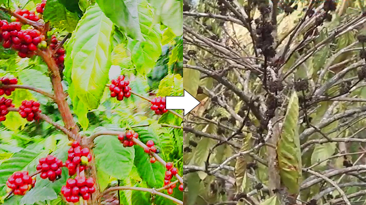 コーヒーチエリー