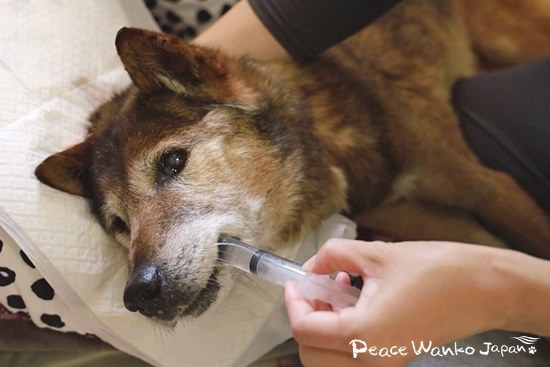 シリンジで保水してもらう「ファン」