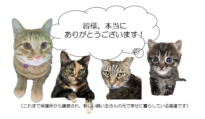 保健所から譲渡され新しい飼い主のもとで幸せに暮らしている猫たちの画像です