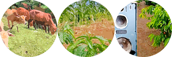 コンパニオンプランツ、音響栽培