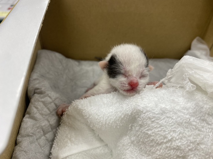 保護される子猫