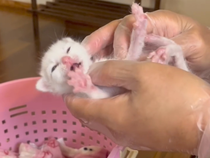 獣医師による診察はかかせません