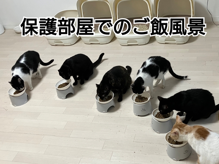 保護部屋でのご飯風景
