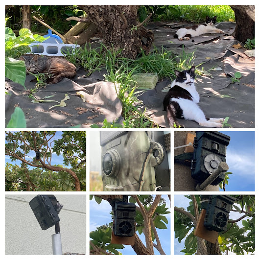 トレイルカメラ設置