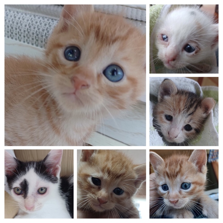保護した子猫たち...