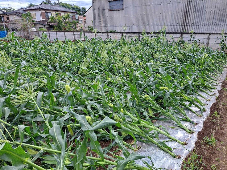 台風で倒れたとうもろこし