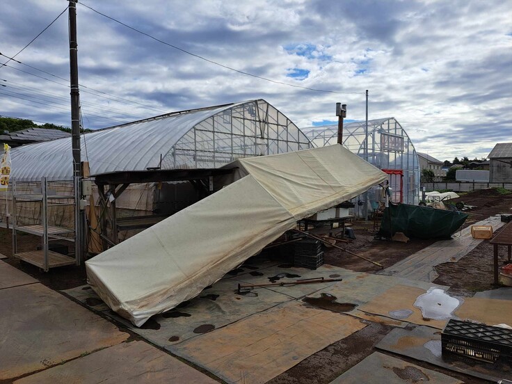 倒壊したビニールハウス