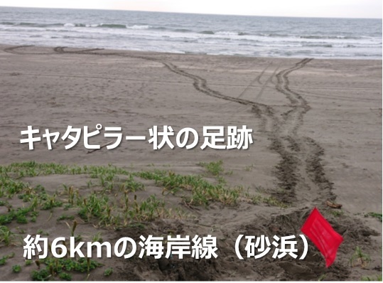 うみがめの足跡