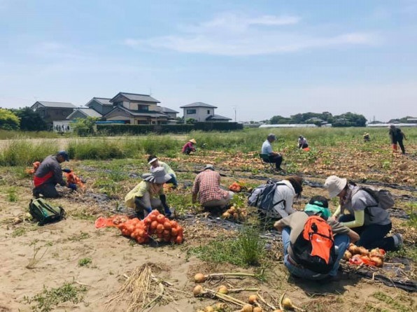 新たまねぎ収穫①