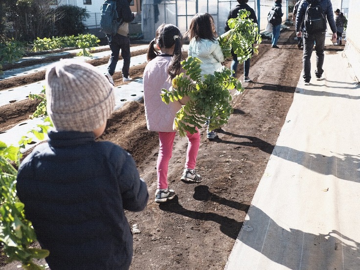 みんなで大根の収穫