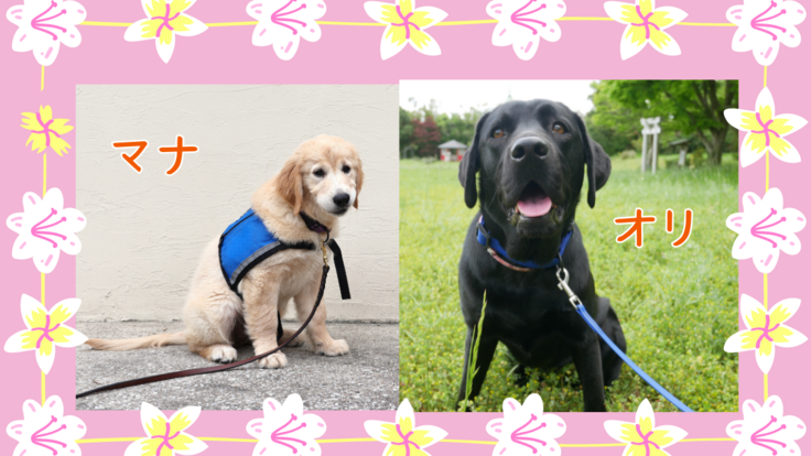 2024候補犬_1200 x 675 のコピー.png