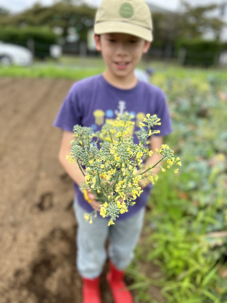 花が咲いてしまったブロッコリー
