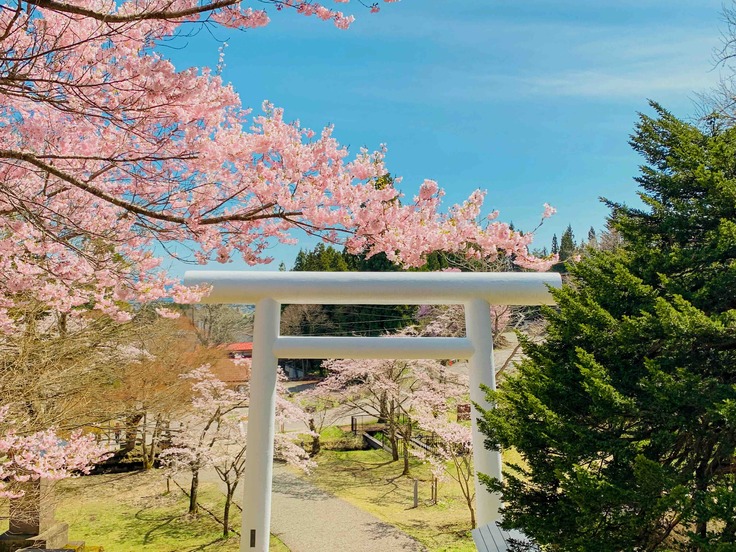 桜花爛漫の白大鳥居