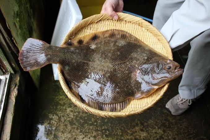 マツカワガレイ