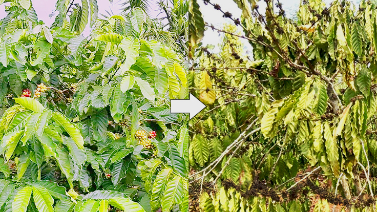 干ばつで実が黒くなる