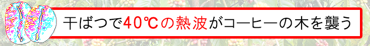 干ばつで４０度の熱波がコーヒーの木を襲う