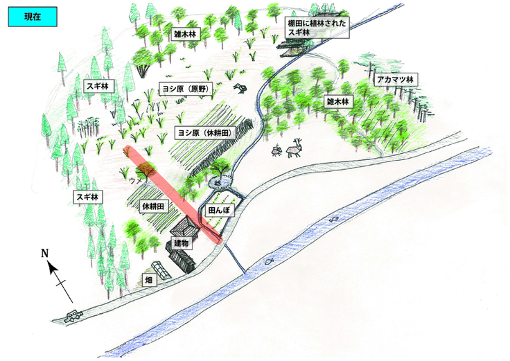 ウメの樹まわり