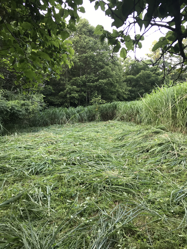 ヨシ・ススキの壁