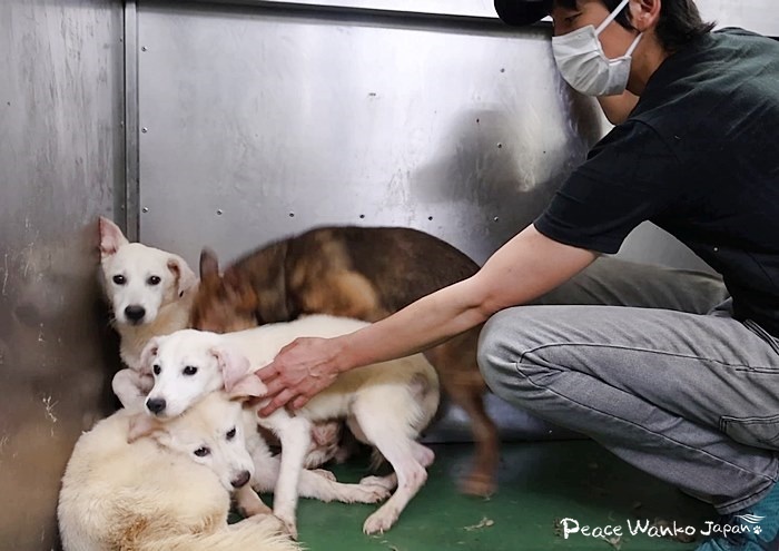 折り重なるようにして隅に固まっていました