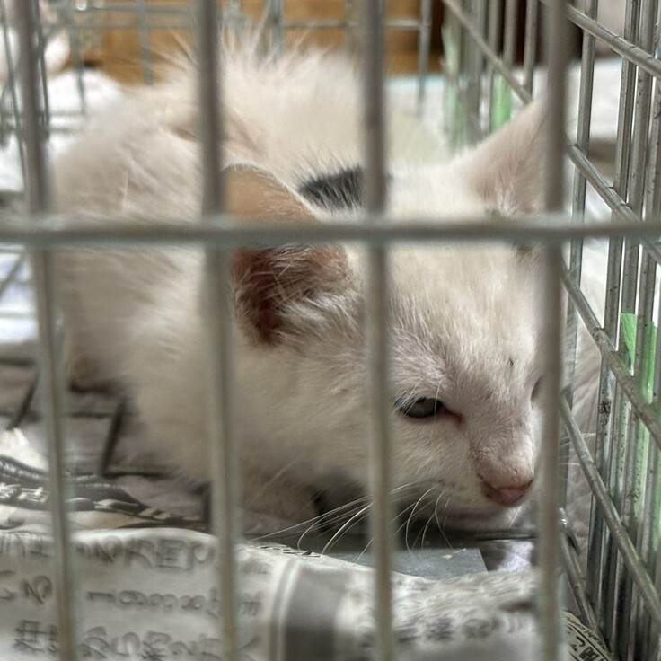 【アキちゃん】に似た白い柄の子