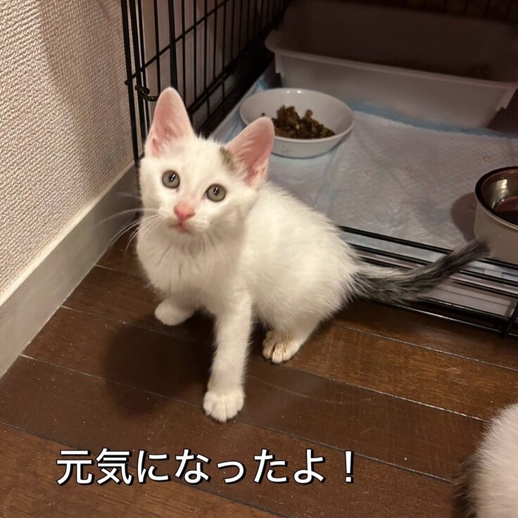 元気になった子猫