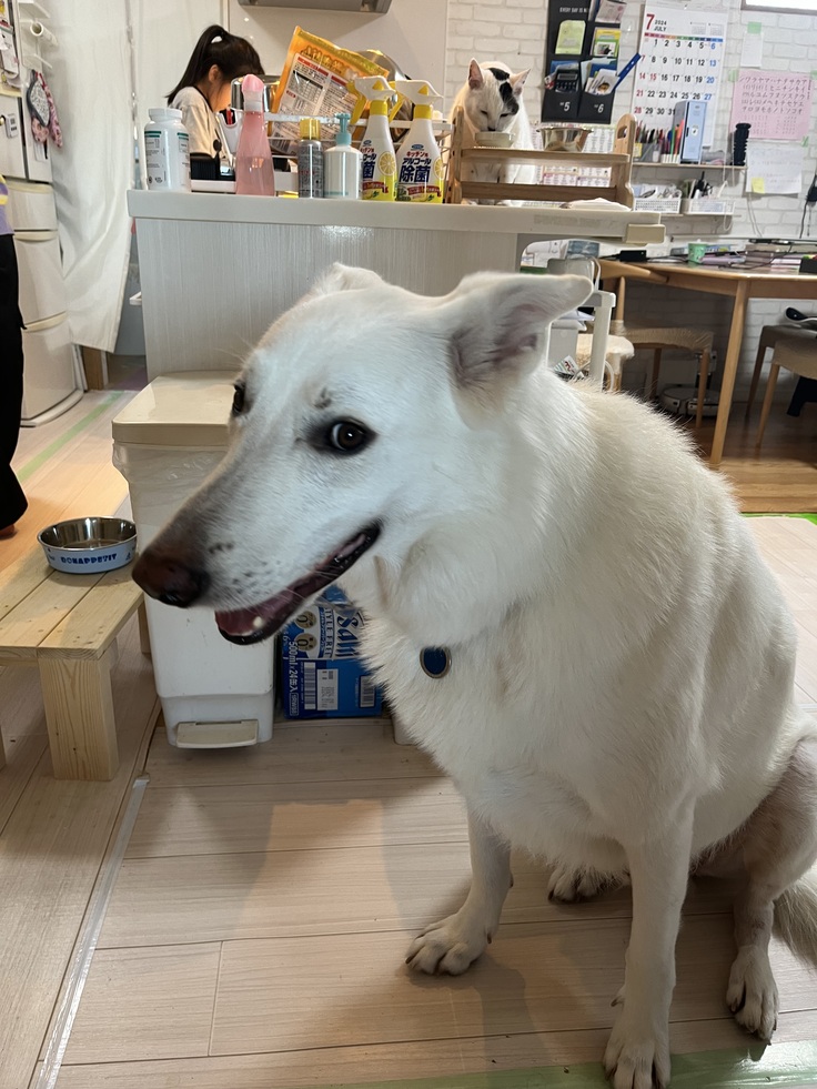 レオンに応援してくれる方がいるよっと伝えた時の表情です。