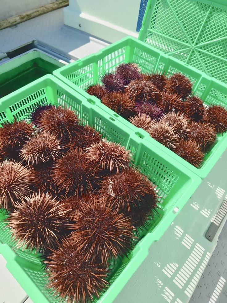 解禁日に漁獲された赤ウニ