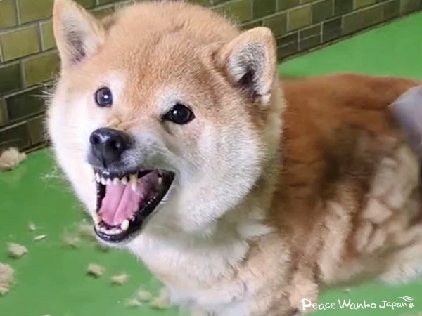 「めんたい」は警察官を咬んで殺処分対象となっていました