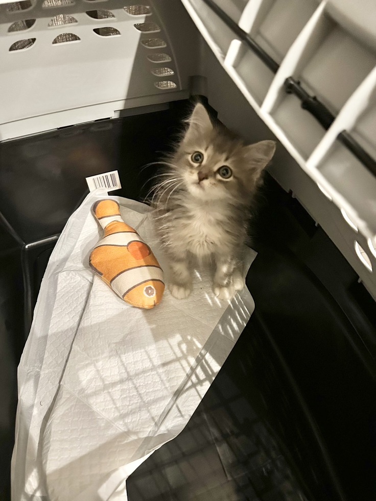 お迎えした日の銀の助（2024年5月）