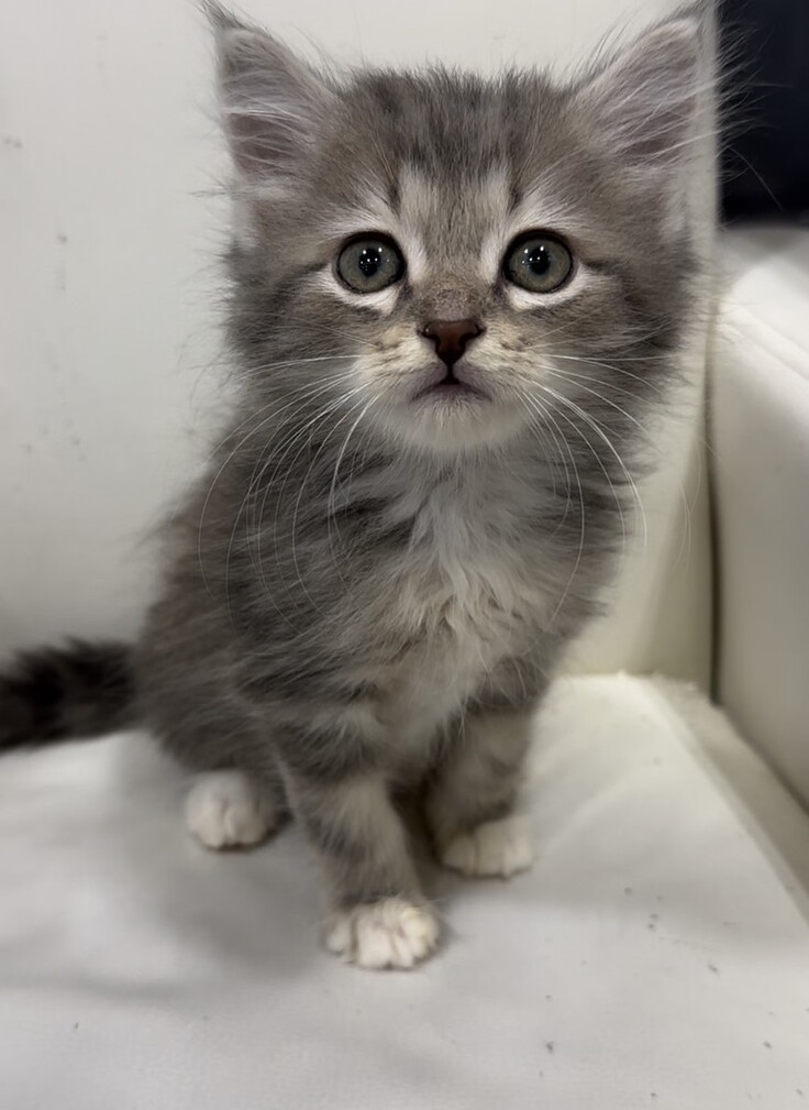 ペットショップで出会った日の写真